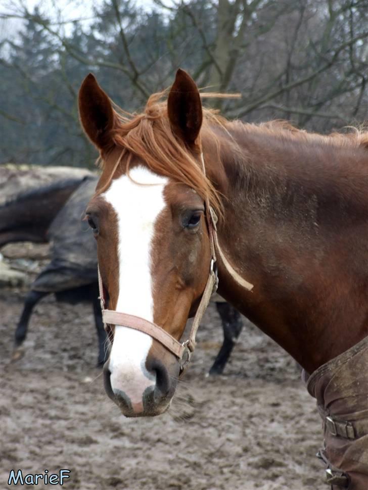 Herlev Rideskole d. 19 marts billede 38