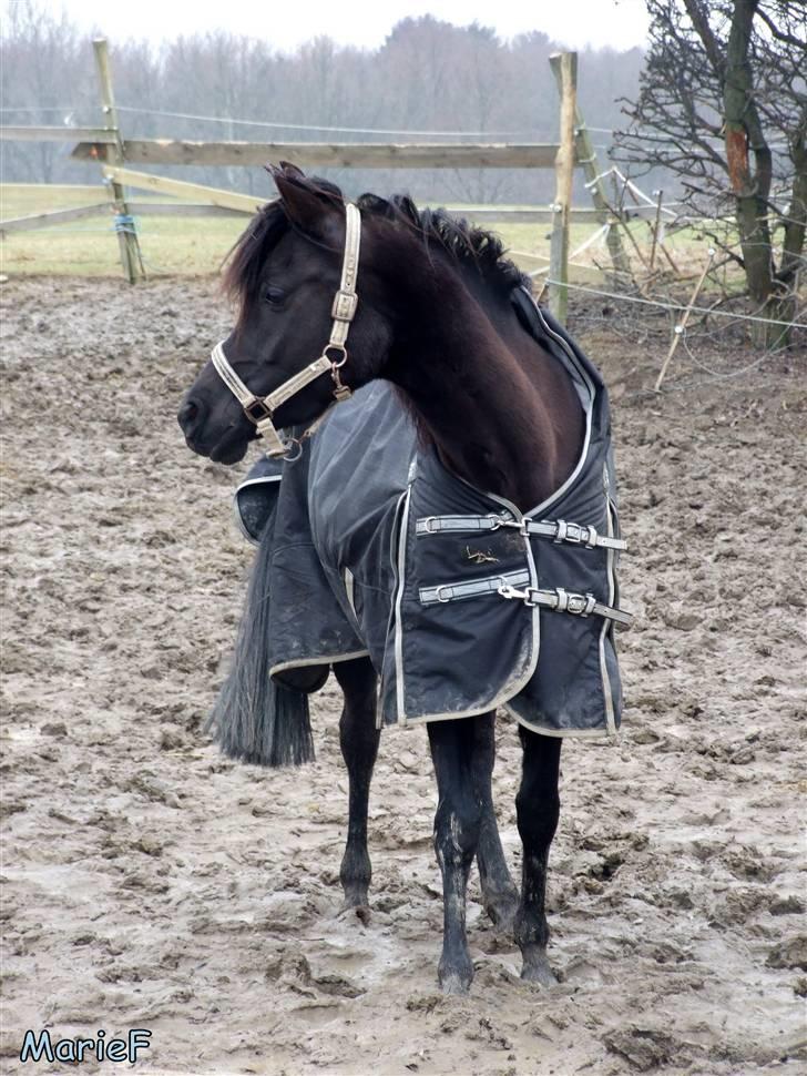 Herlev Rideskole d. 19 marts billede 39