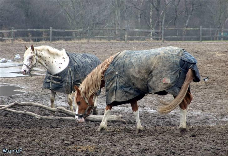 Herlev Rideskole d. 19 marts billede 40