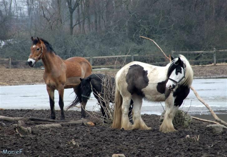 Herlev Rideskole d. 19 marts billede 41