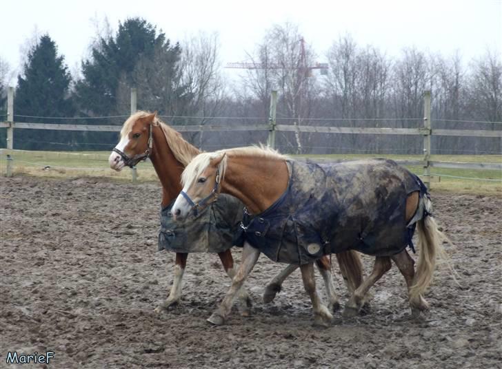 Herlev Rideskole d. 19 marts billede 42