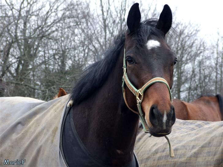 Herlev Rideskole d. 19 marts billede 43