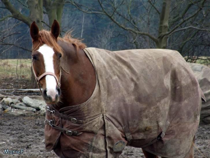 Herlev Rideskole d. 19 marts billede 45