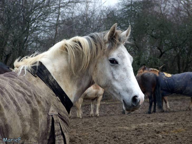 Herlev Rideskole d. 19 marts billede 46