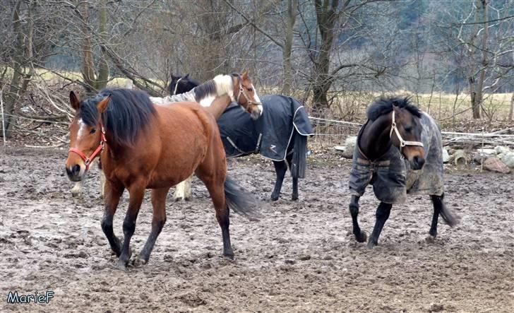 Herlev Rideskole d. 19 marts billede 47