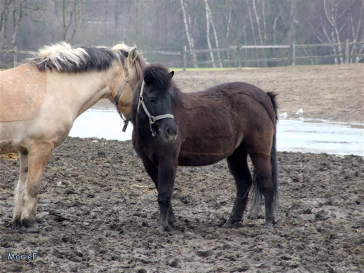 Herlev Rideskole d. 19 marts billede 49