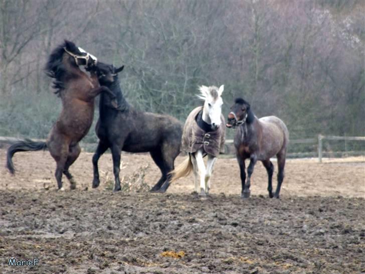 Herlev Rideskole d. 19 marts billede 50