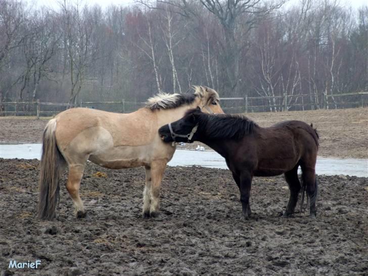 Herlev Rideskole d. 19 marts billede 51