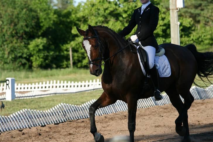 Heste  - Kragelunds Damina. En hoppe jeg har redet siden 2008, og som er til salg. Salgsannonce kan ses på Ridehesten. billede 11