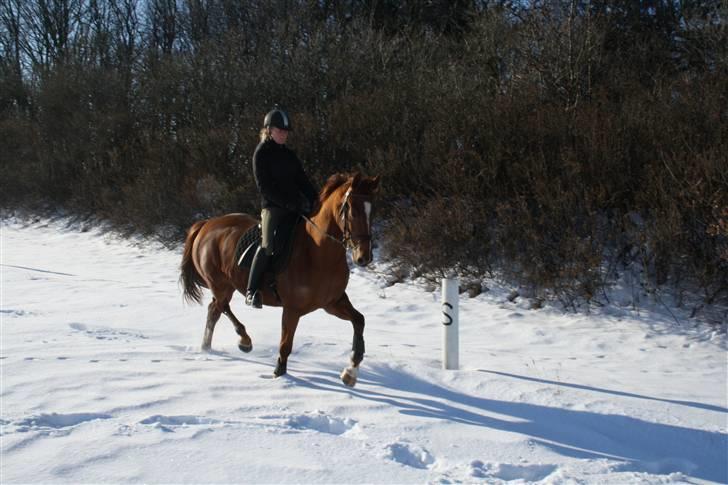 Heste  - Kragelunds Ibina. En hest jeg red fra sommeren 2009 til februar 2010. billede 12