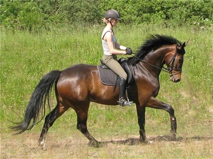 Heste  - Kragelunds Regatta - søn af Damina :) Rigtig fin hest, jeg red fra efterår 2008 til sommer 2009, hvor han blev solgt til Julie Liocouras. billede 13