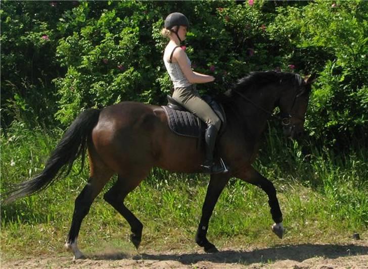 Heste  - Kragelunds Regatta - søn af Damina :) Rigtig fin hest, jeg red fra efterår 2008 til sommer 2009, hvor han blev solgt til Julie Liocouras. billede 14