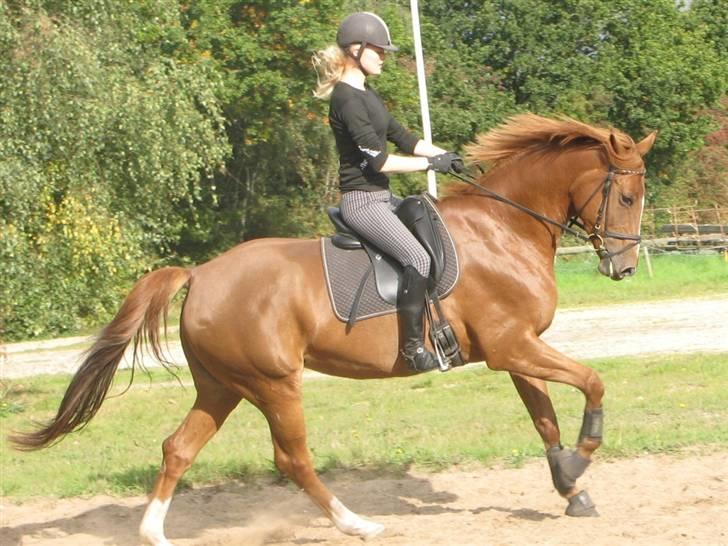 Heste  - Kragelunds Romia. Har jeg redet siden sommer 2009. Rigtig sød lille hest, som jeg red fra sommeren 2009 til april 2010, hvor hun blev solgt.
Jeg startede 3 klasser til distriktsstævner på hende og fik placering i alle tre. billede 15