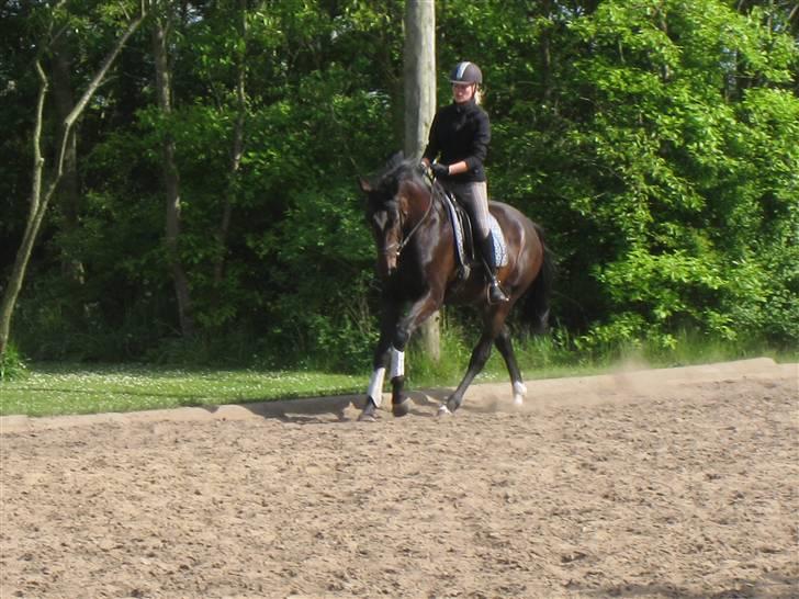 Heste  - Kragelunds Diva - datter af Damina. Også en rigtig sød hest, som jeg red et par måneder i 2008, indtil den blev solgt. billede 16