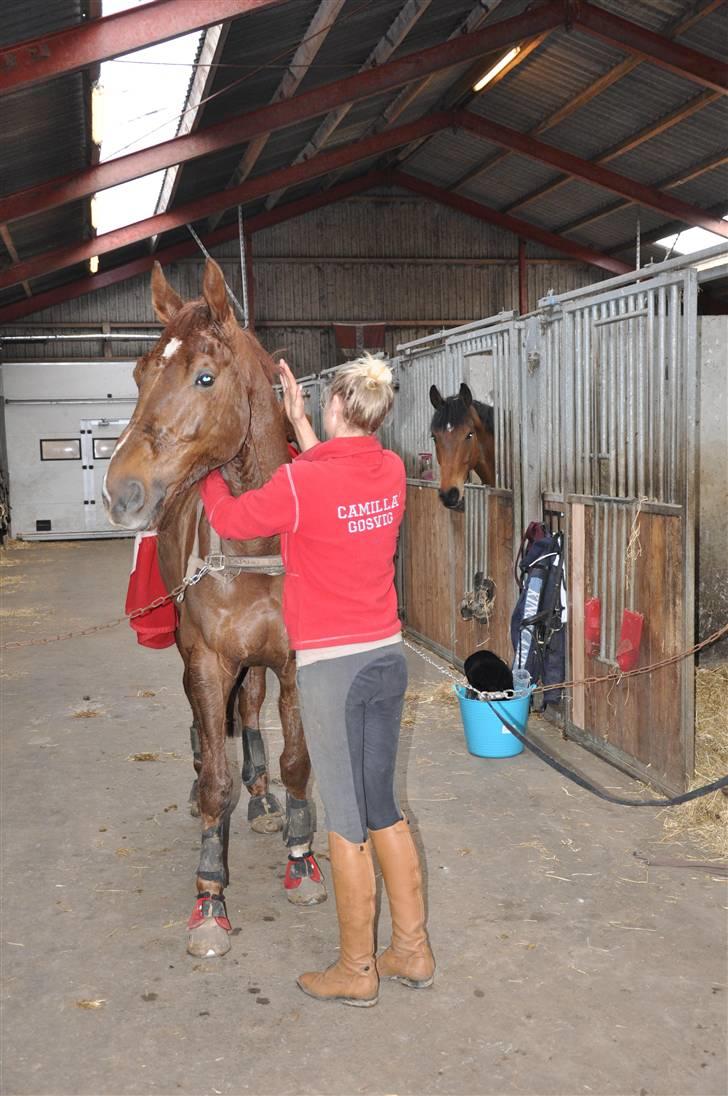 En dag med musser + stævne billede 4