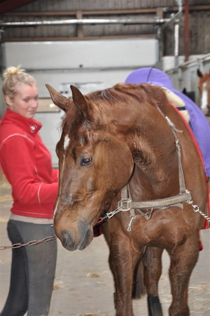 En dag med musser + stævne billede 6