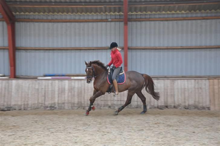 En dag med musser + stævne billede 9