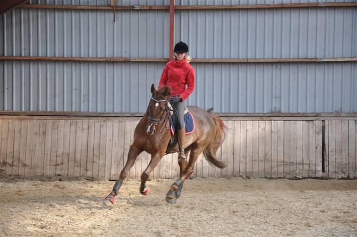 En dag med musser + stævne billede 10