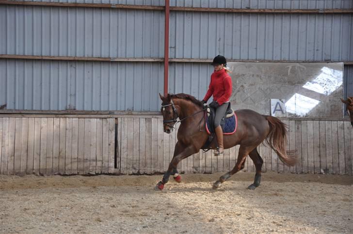 En dag med musser + stævne billede 13