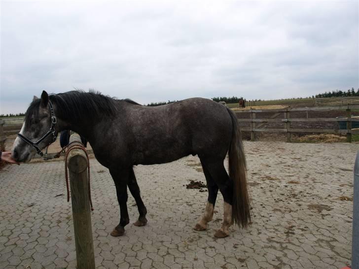 Langtoftegårds Mr Jardex billede 2