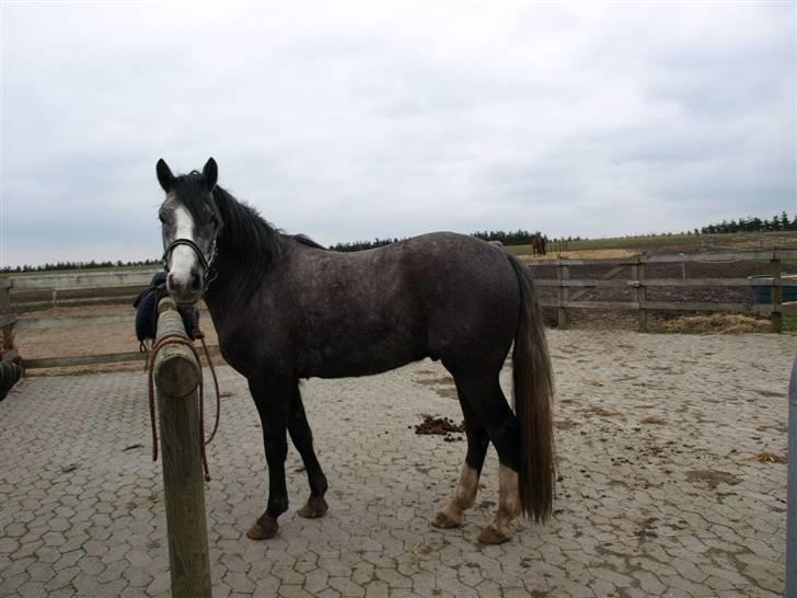 Langtoftegårds Mr Jardex billede 3