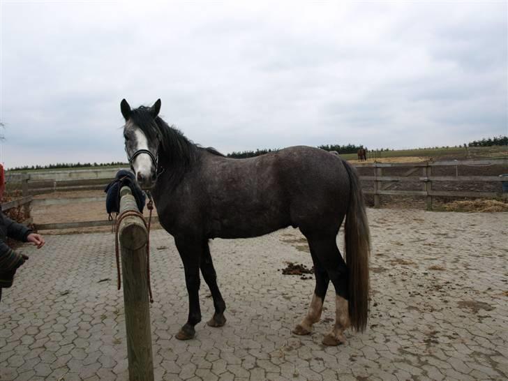 Langtoftegårds Mr Jardex billede 4