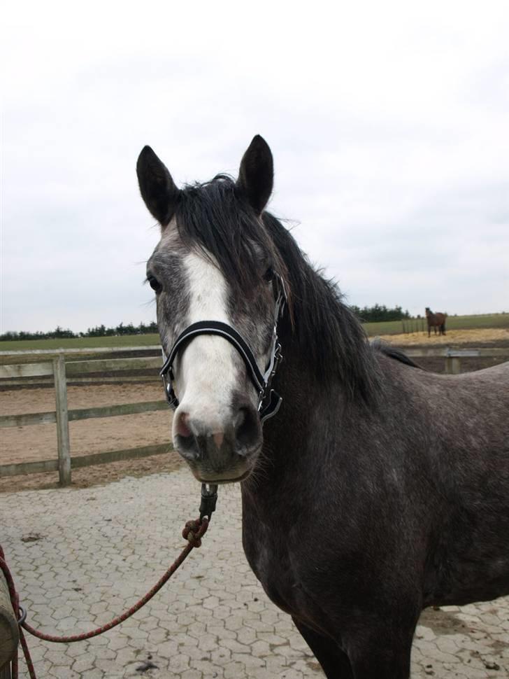 Langtoftegårds Mr Jardex billede 1