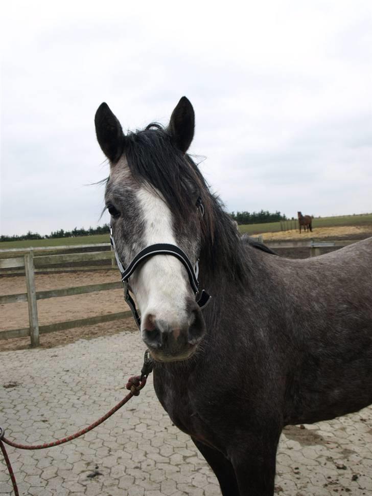 Langtoftegårds Mr Jardex billede 5