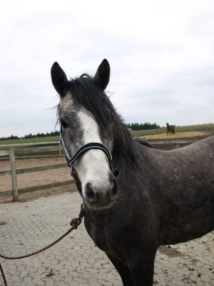 Langtoftegårds Mr Jardex billede 6