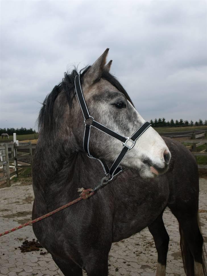 Langtoftegårds Mr Jardex billede 7