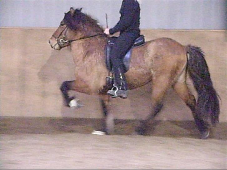 Hektor frá Litlu-Sandvík billede 4