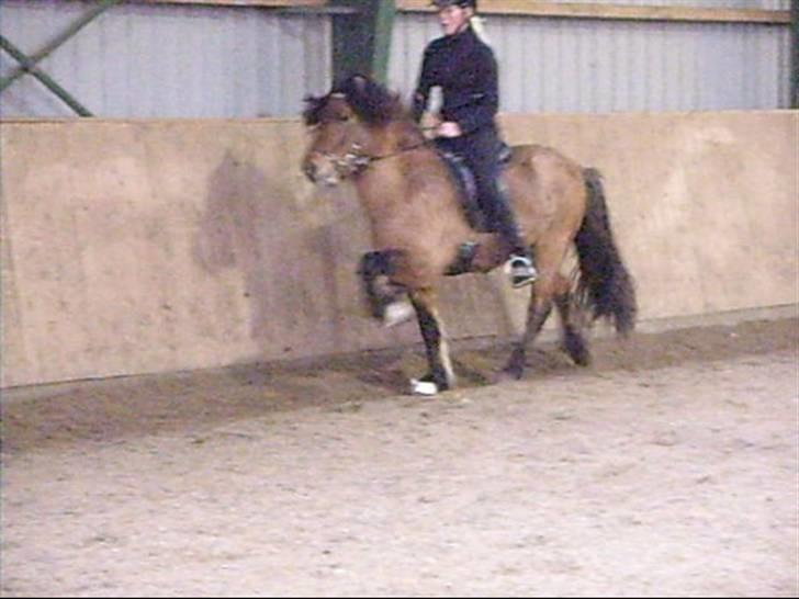 Hektor frá Litlu-Sandvík billede 5