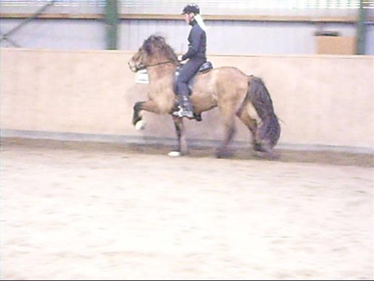 Hektor frá Litlu-Sandvík billede 14