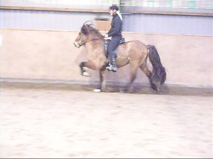 Hektor frá Litlu-Sandvík billede 15