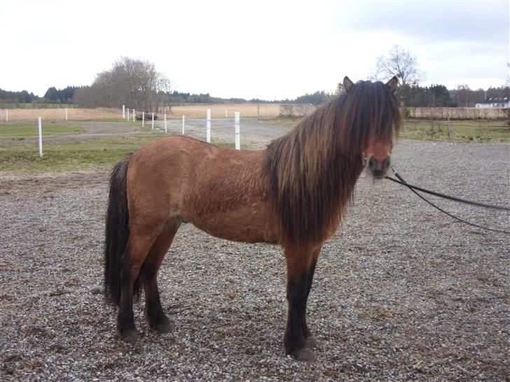 Hektor frá Litlu-Sandvík billede 20