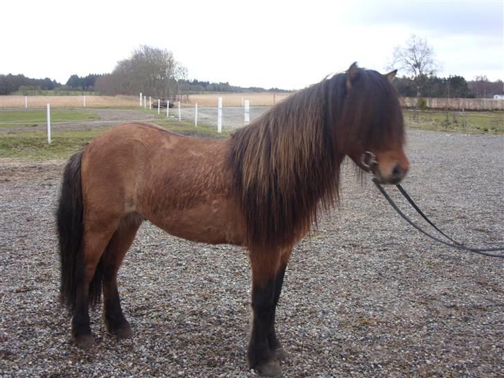 Hektor frá Litlu-Sandvík billede 21