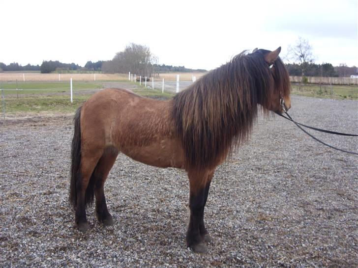 Hektor frá Litlu-Sandvík billede 22