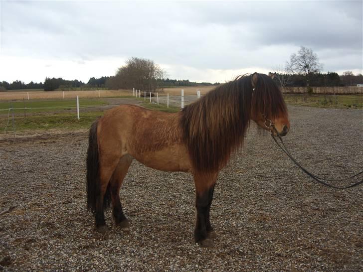 Hektor frá Litlu-Sandvík billede 23