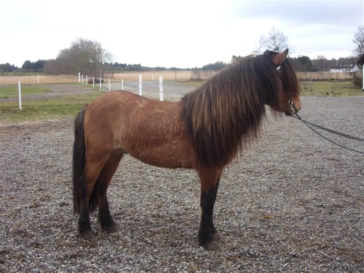 Hektor frá Litlu-Sandvík billede 25