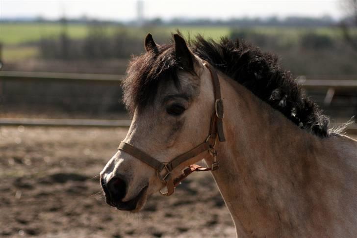 "Hellere lille og vågen end stor og doven!" d. 02.04.2010 billede 1