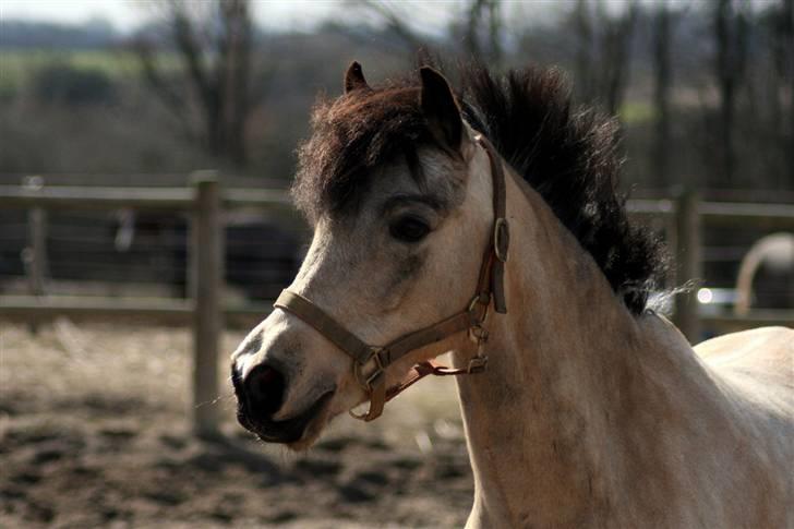 "Hellere lille og vågen end stor og doven!" d. 02.04.2010 billede 2