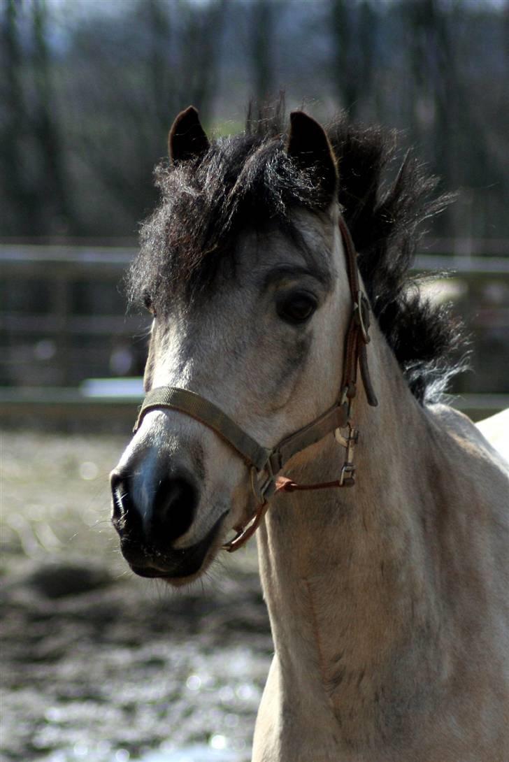 "Hellere lille og vågen end stor og doven!" d. 02.04.2010 billede 3