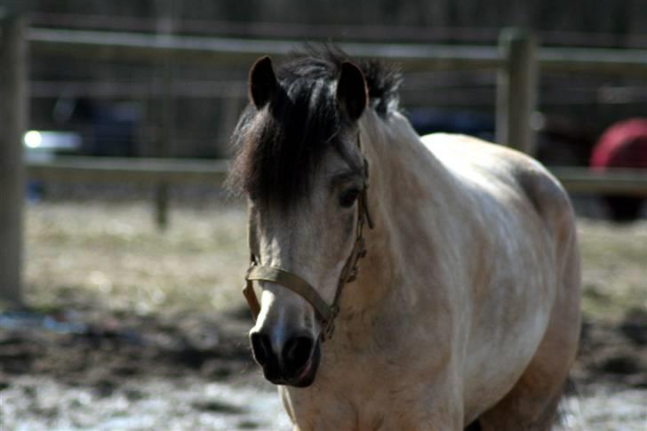 "Hellere lille og vågen end stor og doven!" d. 02.04.2010 billede 4