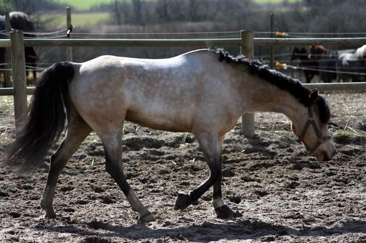 "Hellere lille og vågen end stor og doven!" d. 02.04.2010 billede 5