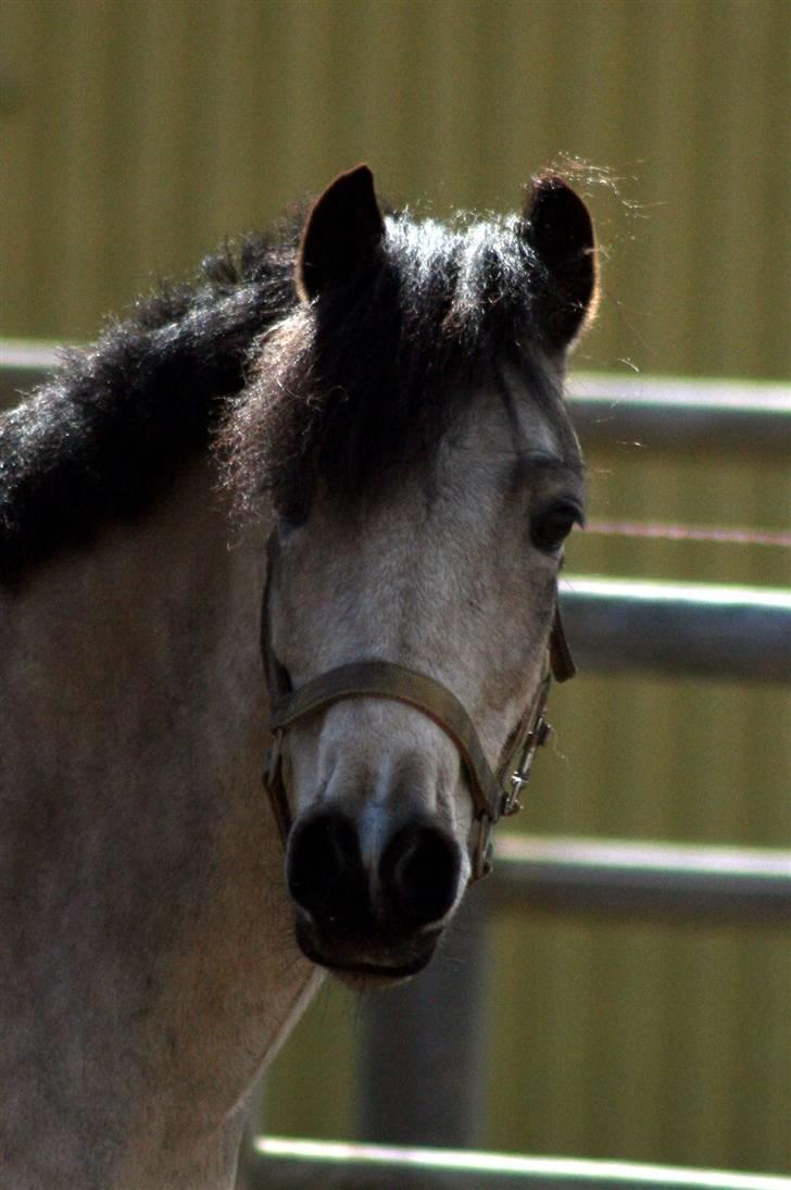 "Hellere lille og vågen end stor og doven!" d. 02.04.2010 billede 6