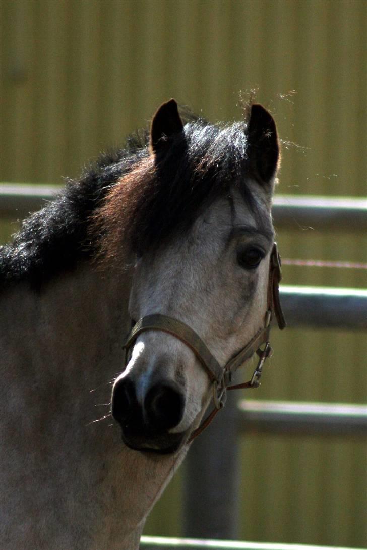 "Hellere lille og vågen end stor og doven!" d. 02.04.2010 billede 7