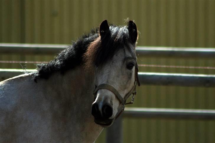 "Hellere lille og vågen end stor og doven!" d. 02.04.2010 billede 8