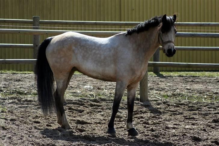 "Hellere lille og vågen end stor og doven!" d. 02.04.2010 billede 9