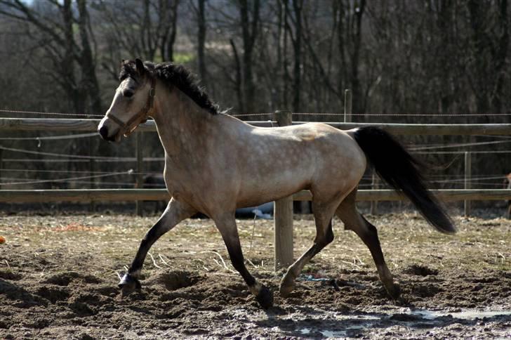 "Hellere lille og vågen end stor og doven!" d. 02.04.2010 billede 10