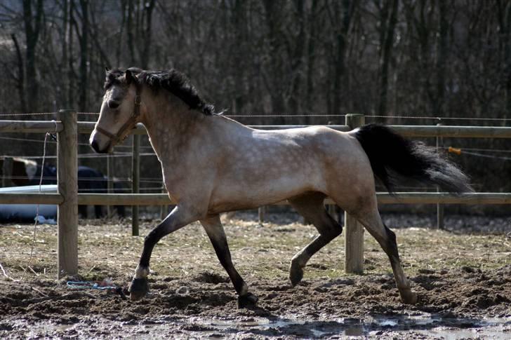 "Hellere lille og vågen end stor og doven!" d. 02.04.2010 billede 11